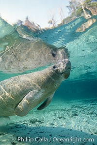 A Florida manatee surfaces to breathe, at Three Sisters Springs, Crystal River, Florida, Trichechus manatus