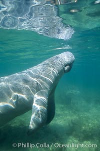 A Florida manatee surfaces to breathe, at Three Sisters Springs, Crystal River, Florida, Trichechus manatus