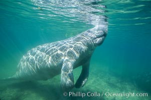 A Florida manatee surfaces to breathe, at Three Sisters Springs, Crystal River, Florida, Trichechus manatus