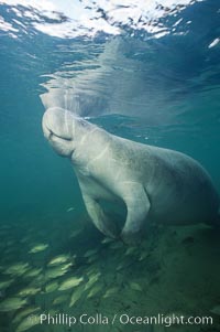 A Florida manatee surfaces to breathe, at Three Sisters Springs, Crystal River, Florida, Trichechus manatus