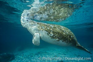 A Florida manatee surfaces to breathe, at Three Sisters Springs, Crystal River, Florida, Trichechus manatus