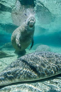 A Florida manatee surfaces to breathe, at Three Sisters Springs, Crystal River, Florida, Trichechus manatus