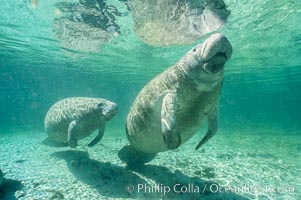 A Florida manatee surfaces to breathe, at Three Sisters Springs, Crystal River, Florida, Trichechus manatus