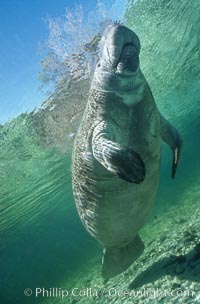 A Florida manatee surfaces to breathe, at Three Sisters Springs, Crystal River, Florida, Trichechus manatus