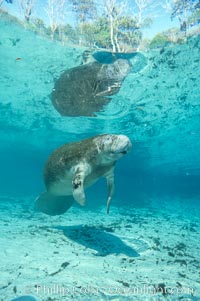 West Indian manatee at Three Sisters Springs, Florida, Trichechus manatus, Crystal River