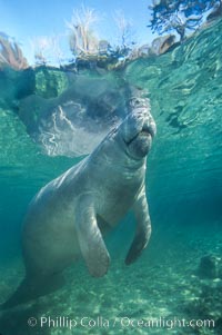 West Indian manatee at Three Sisters Springs, Florida, Trichechus manatus, Crystal River