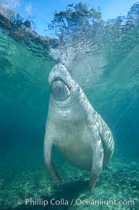 West Indian manatee at Three Sisters Springs, Florida, Trichechus manatus, Crystal River