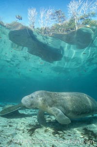 West Indian manatee at Three Sisters Springs, Florida, Trichechus manatus, Crystal River