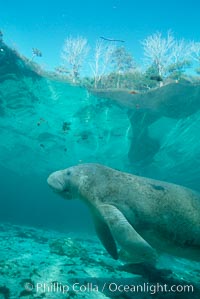 West Indian manatee, Trichechus manatus, Three Sisters Springs, Crystal River, Florida