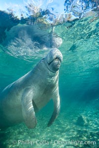 West Indian manatee at Three Sisters Springs, Florida, Trichechus manatus, Crystal River