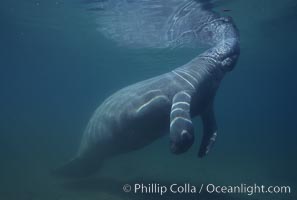 West Indian manatee, Trichechus manatus, Three Sisters Springs, Crystal River, Florida