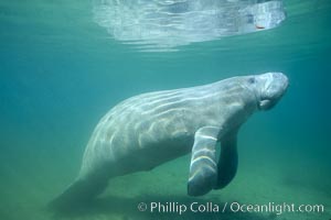 West Indian manatee at Three Sisters Springs, Florida, Trichechus manatus, Crystal River