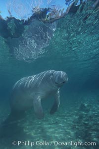 West Indian manatee, Trichechus manatus, Three Sisters Springs, Crystal River, Florida