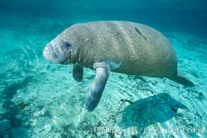 West Indian manatee at Three Sisters Springs, Florida, Trichechus manatus, Crystal River