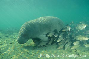 West Indian manatee at Three Sisters Springs, Florida, Trichechus manatus, Crystal River