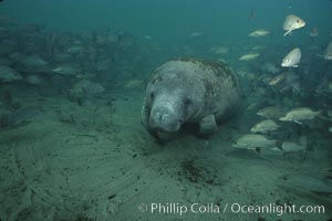 West Indian manatee, Trichechus manatus, Three Sisters Springs, Crystal River, Florida