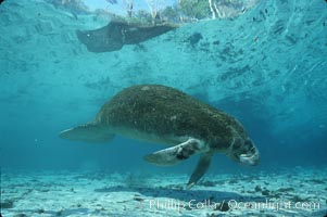 West Indian manatee, Trichechus manatus, Three Sisters Springs, Crystal River, Florida