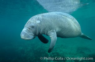 A Florida manatee, or West Indian Manatee, swims slowly through the clear waters of Crystal River. Three Sisters Springs, USA, Trichechus manatus, natural history stock photograph, photo id 02696