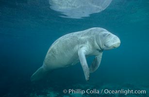 West Indian manatee at Three Sisters Springs, Florida