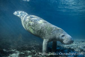 West Indian manatee at Three Sisters Springs, Florida, Trichechus manatus, Crystal River