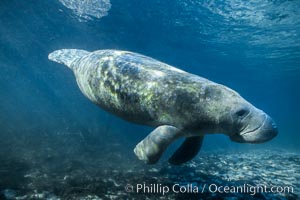 West Indian manatee at Three Sisters Springs, Florida, Trichechus manatus, Crystal River