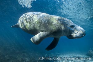 West Indian manatee at Three Sisters Springs, Florida, Trichechus manatus, Crystal River