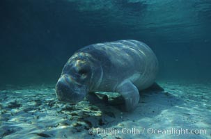 West Indian manatee. Three Sisters Springs, Crystal River, Florida, USA, Trichechus manatus, natural history stock photograph, photo id 02703