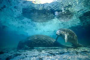 Florida Manatees at Three Sisters Springs, Crystal River, Florida, Trichechus manatus