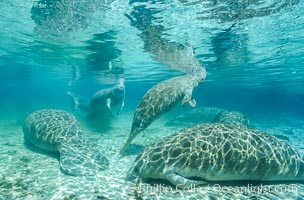 Florida Manatees at Three Sisters Springs, Crystal River, Florida, Trichechus manatus