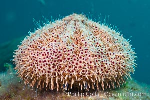 Flower sea urchin with pedicellariae visible.