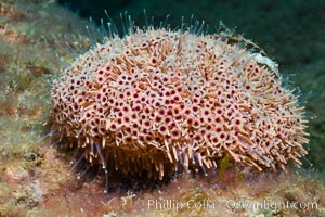 Flower sea urchin with pedicellariae visible, Toxopneustes roseus, Sea of Cortez