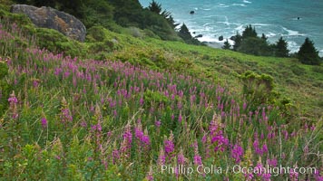 Flowers grow on a coastal bluff above the ocean, Redwood National Park, California