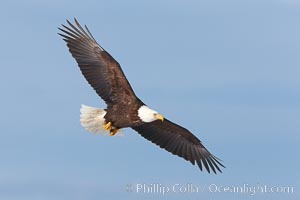 Bald eagle in flight, wing spread, soaring, Haliaeetus leucocephalus, Haliaeetus leucocephalus washingtoniensis, Kachemak Bay, Homer, Alaska