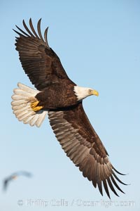 Bald eagle in flight, wing spread, soaring.