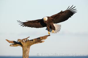 Bald eagle in flight, spreads its wings wide to slow before landing on a wooden perch, Haliaeetus leucocephalus, Haliaeetus leucocephalus washingtoniensis, Kachemak Bay, Homer, Alaska