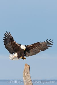 Bald eagle in flight, spreads its wings wide to slow before landing on a wooden perch, Haliaeetus leucocephalus, Haliaeetus leucocephalus washingtoniensis, Kachemak Bay, Homer, Alaska