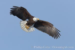 Bald eagle in flight, wing spread, soaring, Haliaeetus leucocephalus, Haliaeetus leucocephalus washingtoniensis, Kachemak Bay, Homer, Alaska