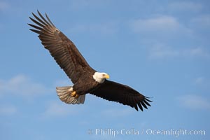 Bald eagle in flight, wing spread, soaring, Haliaeetus leucocephalus, Haliaeetus leucocephalus washingtoniensis, Kachemak Bay, Homer, Alaska