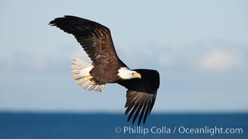 Bald eagle in flight, wings raised, Kachemak Bay in the background, Haliaeetus leucocephalus, Haliaeetus leucocephalus washingtoniensis, Homer, Alaska