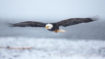 Bald eagle in flight, heavy snow falling, snow covered beach and Kachemak Bay in background.