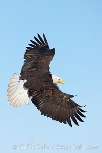 Bald eagle in flight, wing spread, soaring, Haliaeetus leucocephalus, Haliaeetus leucocephalus washingtoniensis, Kachemak Bay, Homer, Alaska