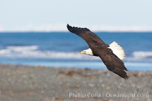 Bald eagle in flight, banking over Kachemak Bay and beach, Haliaeetus leucocephalus, Haliaeetus leucocephalus washingtoniensis, Homer, Alaska