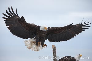 Bald eagle in flight, spreads its wings wide to slow before landing on a wooden perch, Haliaeetus leucocephalus, Haliaeetus leucocephalus washingtoniensis, Kachemak Bay, Homer, Alaska
