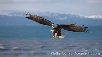 Bald eagle in flight, banking over Kachemak Bay, Haliaeetus leucocephalus, Haliaeetus leucocephalus washingtoniensis, Homer, Alaska