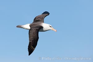 Black-browed albatross in flight, at sea.  The black-browed albatross is a medium-sized seabird at 31-37" long with a 79-94" wingspan and an average weight of 6.4-10 lb. They have a natural lifespan exceeding 70 years. They breed on remote oceanic islands and are circumpolar, ranging throughout the Southern Ocean, Thalassarche melanophrys