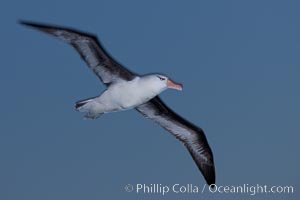 Black-browed albatross in flight, at sea.  The black-browed albatross is a medium-sized seabird at 31-37" long with a 79-94" wingspan and an average weight of 6.4-10 lb. They have a natural lifespan exceeding 70 years. They breed on remote oceanic islands and are circumpolar, ranging throughout the Southern Ocean, Thalassarche melanophrys