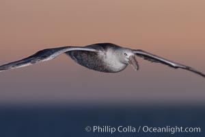 Black-browed albatross in flight, at sea.  The black-browed albatross is a medium-sized seabird at 31-37" long with a 79-94" wingspan and an average weight of 6.4-10 lb. They have a natural lifespan exceeding 70 years. They breed on remote oceanic islands and are circumpolar, ranging throughout the Southern Ocean, Thalassarche melanophrys