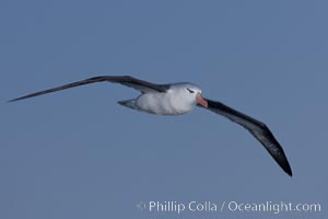 Black-browed albatross in flight, at sea.  The black-browed albatross is a medium-sized seabird at 31-37" long with a 79-94" wingspan and an average weight of 6.4-10 lb. They have a natural lifespan exceeding 70 years. They breed on remote oceanic islands and are circumpolar, ranging throughout the Southern Ocean, Thalassarche melanophrys