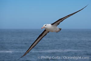 Black-browed albatross, in flight over the ocean.  The wingspan of the black-browed albatross can reach 10', it can weigh up to 10 lbs and live for as many as 70 years, Thalassarche melanophrys, Steeple Jason Island