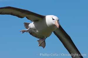 Black-browed albatross in flight, against a blue sky.  Black-browed albatrosses have a wingspan reaching up to 8', weigh up to 10 lbs and can live 70 years.  They roam the open ocean for food and return to remote islands for mating and rearing their chicks, Thalassarche melanophrys, Steeple Jason Island